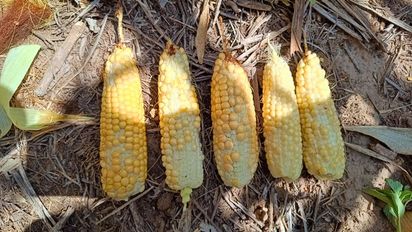 Por esquivar la chicharrita, los maíces cordobeses sufrieron la sequía y el calor