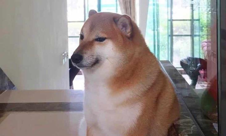 Confirman que Cheems, el perrito de los memes, podría morir en meses: el terrible diagnóstico Confirman que Cheems, el perrito de los memes, podría morir en meses: el terrible diagnóstico