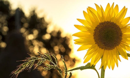 5 razones para tener girasoles dentro del hogar 5 razones para tener girasoles dentro del hogar