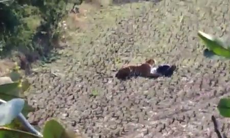 un tigre se acuesta sobre un hombre y este finge estar muerto para salvarse un tigre se acuesta sobre un hombre y este finge estar muerto para salvarse