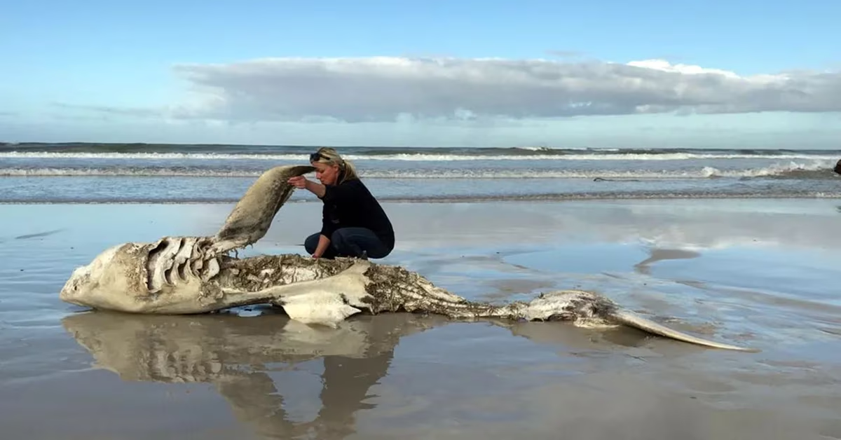 Once tiburones encallaron en una playa: a todos les faltaba el hígado