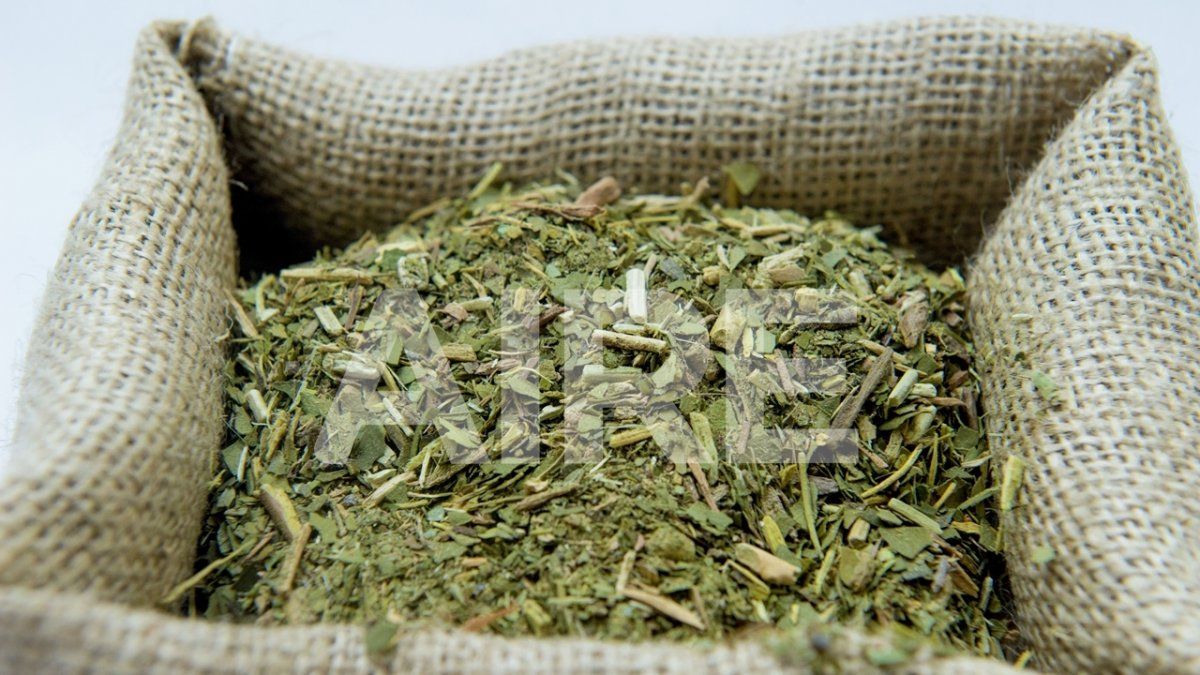 Corrientes produce el 35 por ciento de la yerba mate que se vende en el país