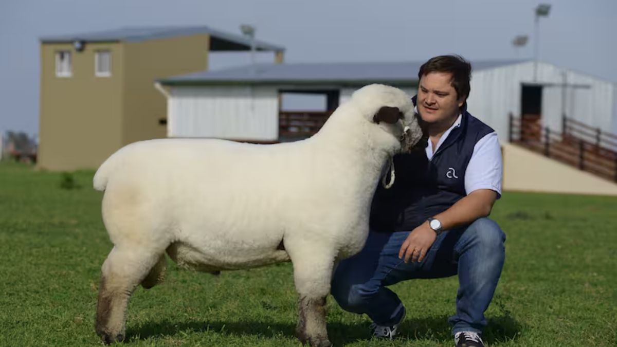 La presencia creciente de ovinos 