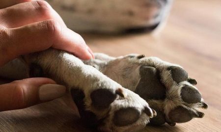 ¿Existe algún modo de sobrellevar la partida de una mascota? ¿Existe algún modo de sobrellevar la partida de una mascota?