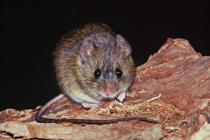 La provincia brindó recomendaciones para prevenir el hantavirus