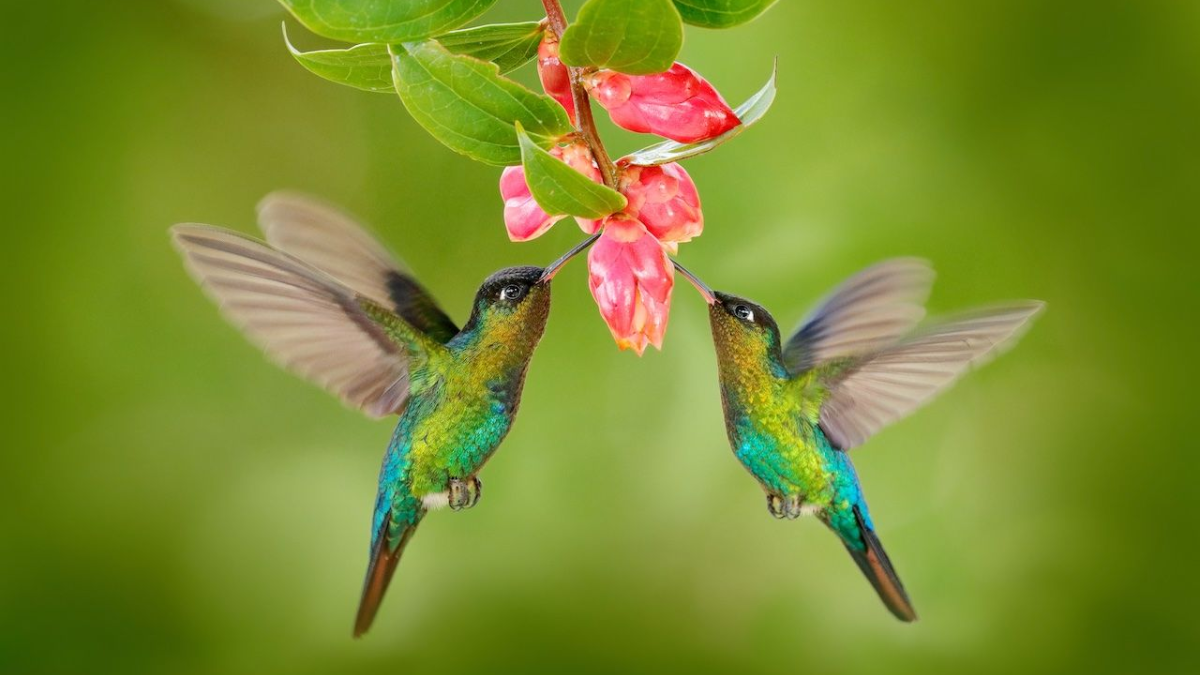 El llamativo significado de ver muchos colibrís
