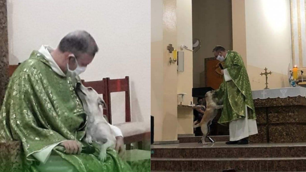 Un sacerdote lleva perros abandonados a misa para que puedan adoptarlos