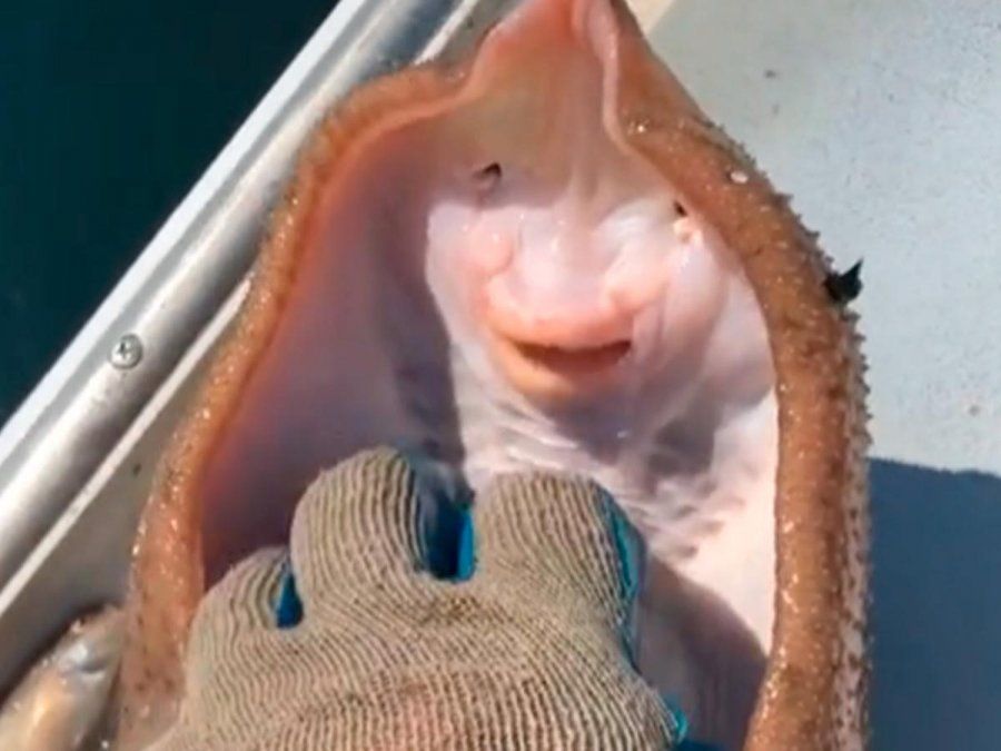 El animal activa un mecanismo de defensa. 