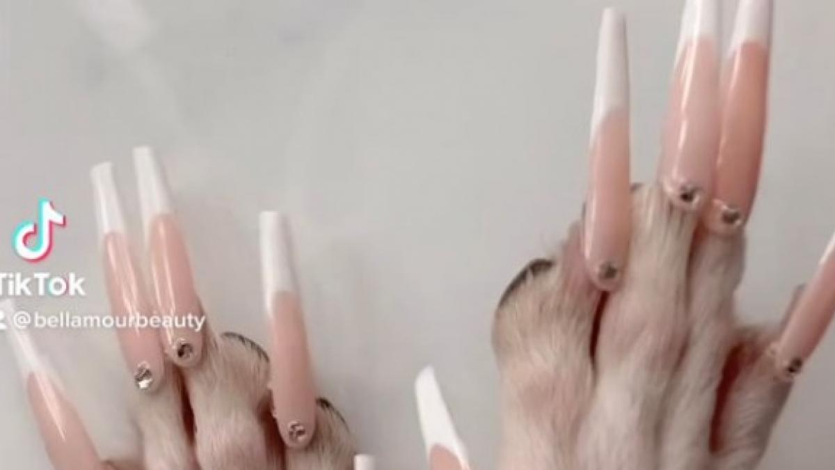 Una influencer le puso uñas postizas a su perro: ¿maltrato animal? 
