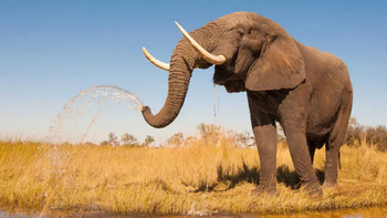 India: elefante pisoteó a una mujer, la mató y luego fue al funeral para aplastar el cadáver