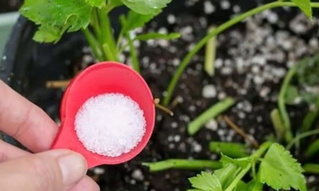 Todos los usos del bicarbonato de sodio en la jardinería. Todos los usos del bicarbonato de sodio en la jardinería.