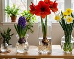 Pocos la conocen: la planta que perfuma toda la casa sin usar aromatizantes. Pocos la conocen: la planta que perfuma toda la casa sin usar aromatizantes.