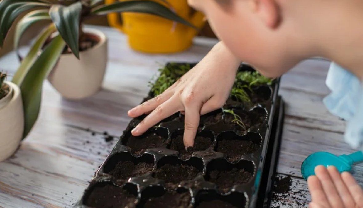 Es época de sembrar zanahorias