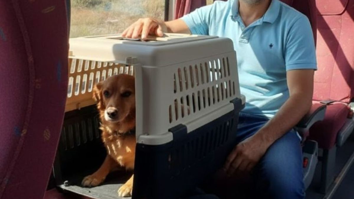 El Gobierno habilitó el traslado de mascotas en micros y trenes de larga distancia.