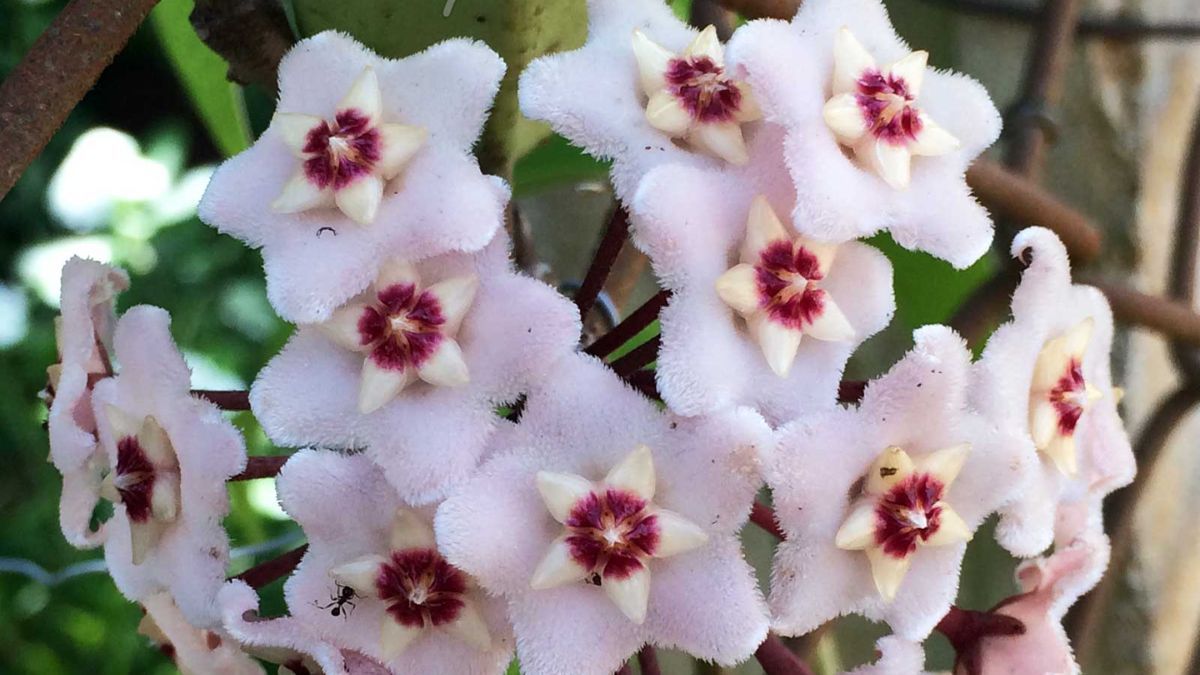 La Hoya carnosa forma racimos de flores cerosas y arom&aacute;ticas que intensifican su perfume al anochecer.