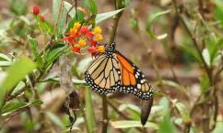 El significado de recibir una mariposa en tu casa