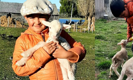 Un nene rescató corderitos de cinco días abandonados en Chubut y los llevó a su casa para cuidarlos Un nene rescató corderitos de cinco días abandonados en Chubut y los llevó a su casa para cuidarlos
