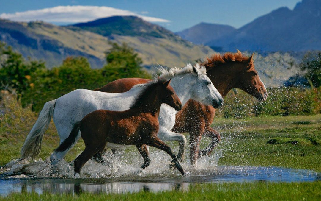Matarán a 10.000 caballos salvajes en Australia