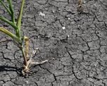 Las principales regiones productoras de alimentos a nivel mundial están atravesando pérdidas masivas en los cultivos a causa de factores climáticos. Las principales regiones productoras de alimentos a nivel mundial están atravesando pérdidas masivas en los cultivos a causa de factores climáticos.