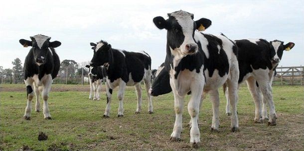 Cabañeros destacan la idea de potenciar la genética de razas