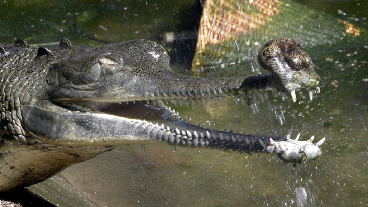 Imagen ilustrativa / Un gavial del Ganges