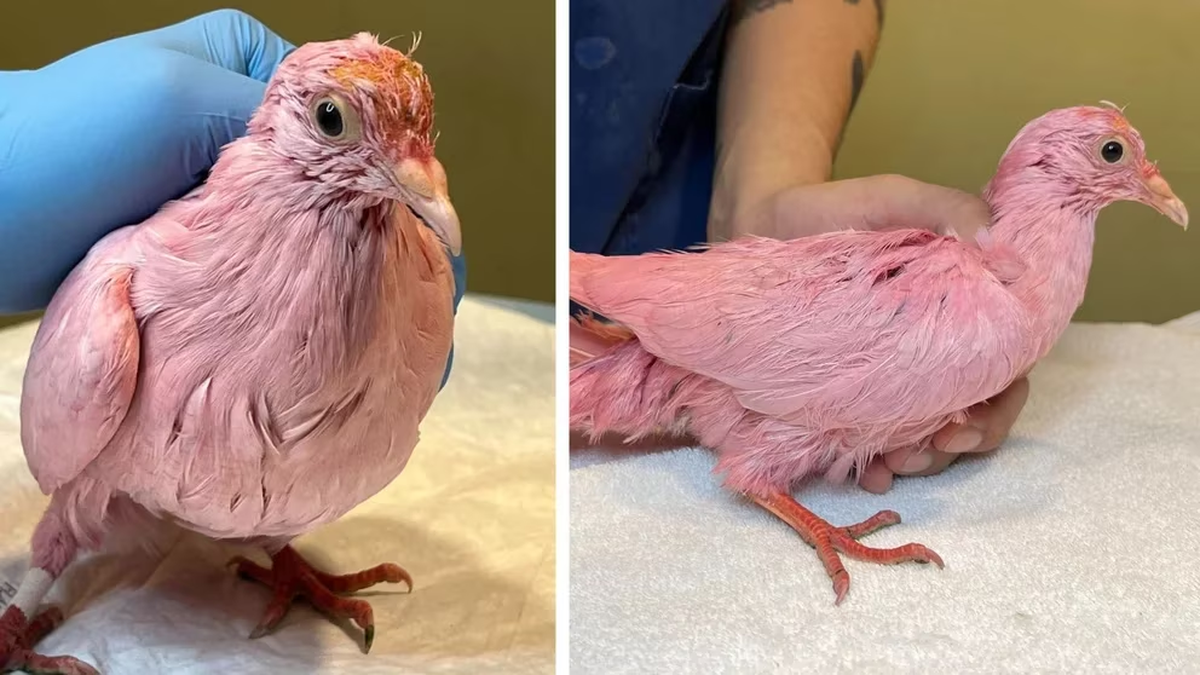 Wild Bird Fund reveló que el ave había sido bañada varias veces para tratar de eliminar el tinte de sus plumas. 