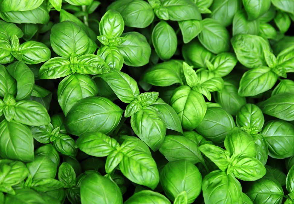La albahaca destaca ante todo como una fiel aliada de tu digesti&oacute;n