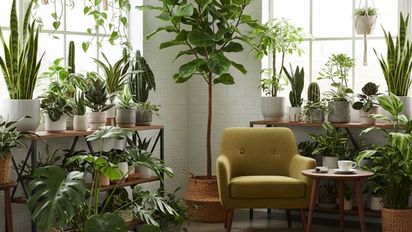 Las plantas que bajan la temperatura de tu casa de forma natural y casi sin mantenimiento