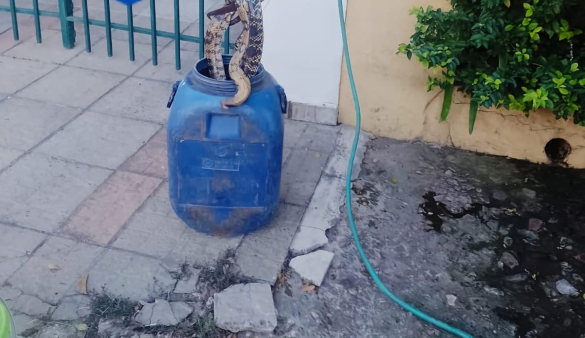 La serpiente fue colocada en un recipiente y luego liberada en Arroyo Leyes.&nbsp;
