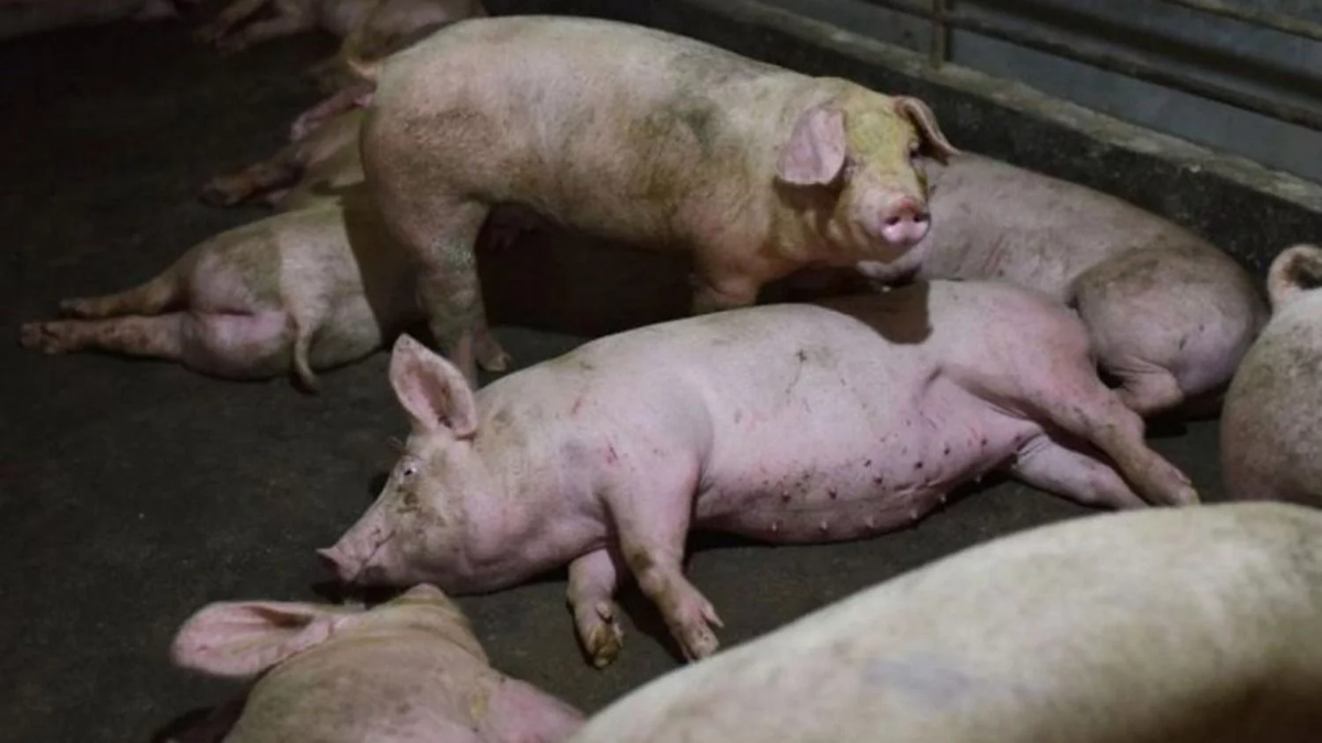 Si bien el organismo sanitario del Estado aclaró que Argentina “es históricamente libre de Peste Porcina Africana”, entre los años 2016 y 2020 el patrón global de distribución del virus revela “un grave deterioro debido a la propagación de la enfermedad, principalmente en Europa y en Asia, después de la primera ocurrencia en China, en 2018″.