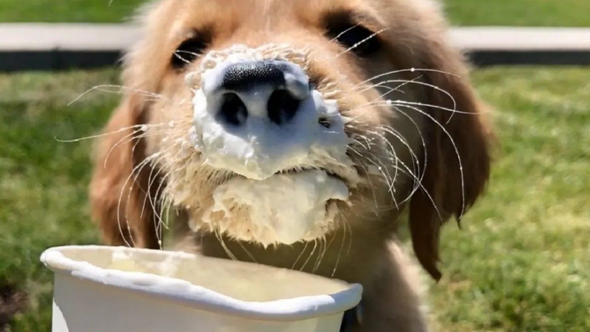 Los productos lácteos en general, no están permitidos para que lo consuma el animal, aunque a ellos no les desagrade.