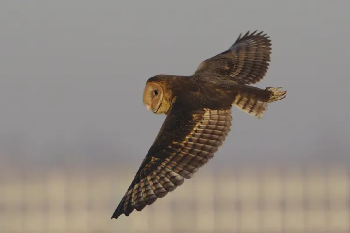 Lechuza del Cabo (Tyto capensis).