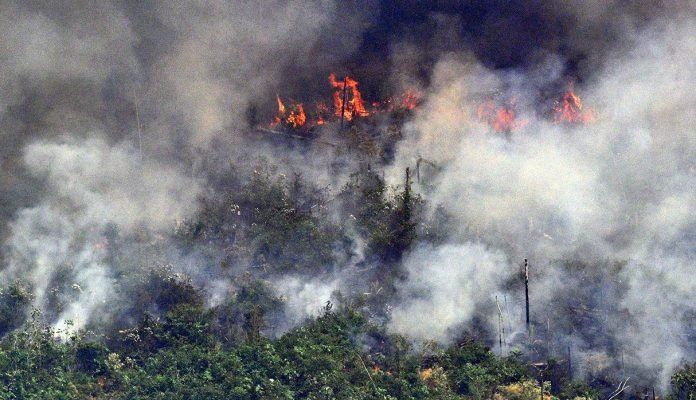 ¿Cuánto puede tardar en regenerarse la selva afectada por los incendios?