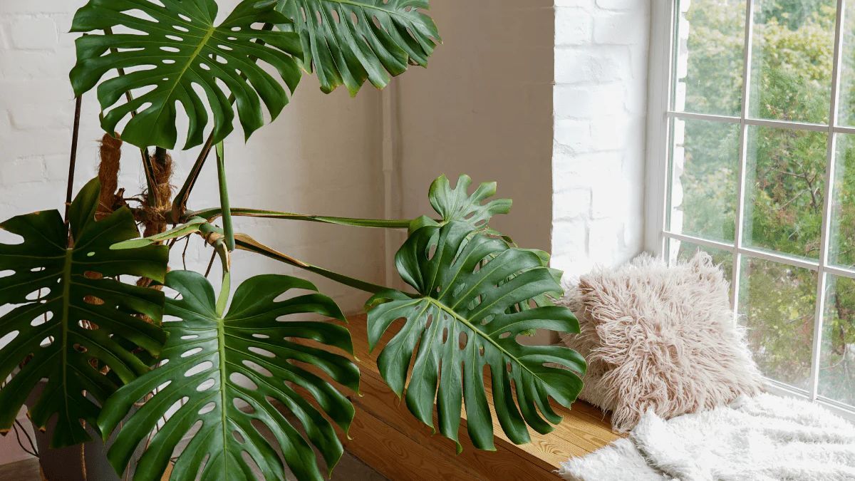 Una Monstera bien iluminada y con soporte vertical desarrolla hojas de gran diámetro con sus características perforaciones.