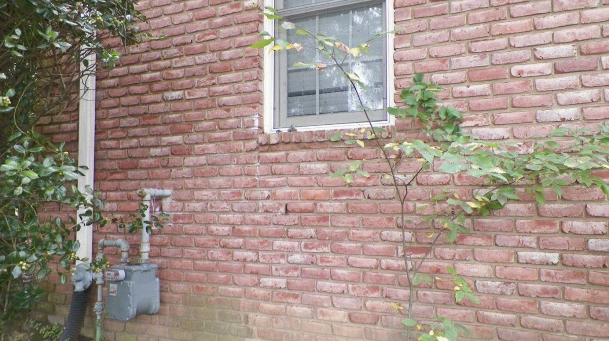 La foto viral que desconcierta a todos: ¿dónde está el enjambre de abejas?