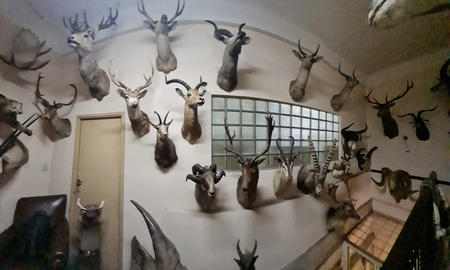 Encontraron más de 50 animales exóticos embalsamados en la fábrica de chocolates Felfort Encontraron más de 50 animales exóticos embalsamados en la fábrica de chocolates Felfort