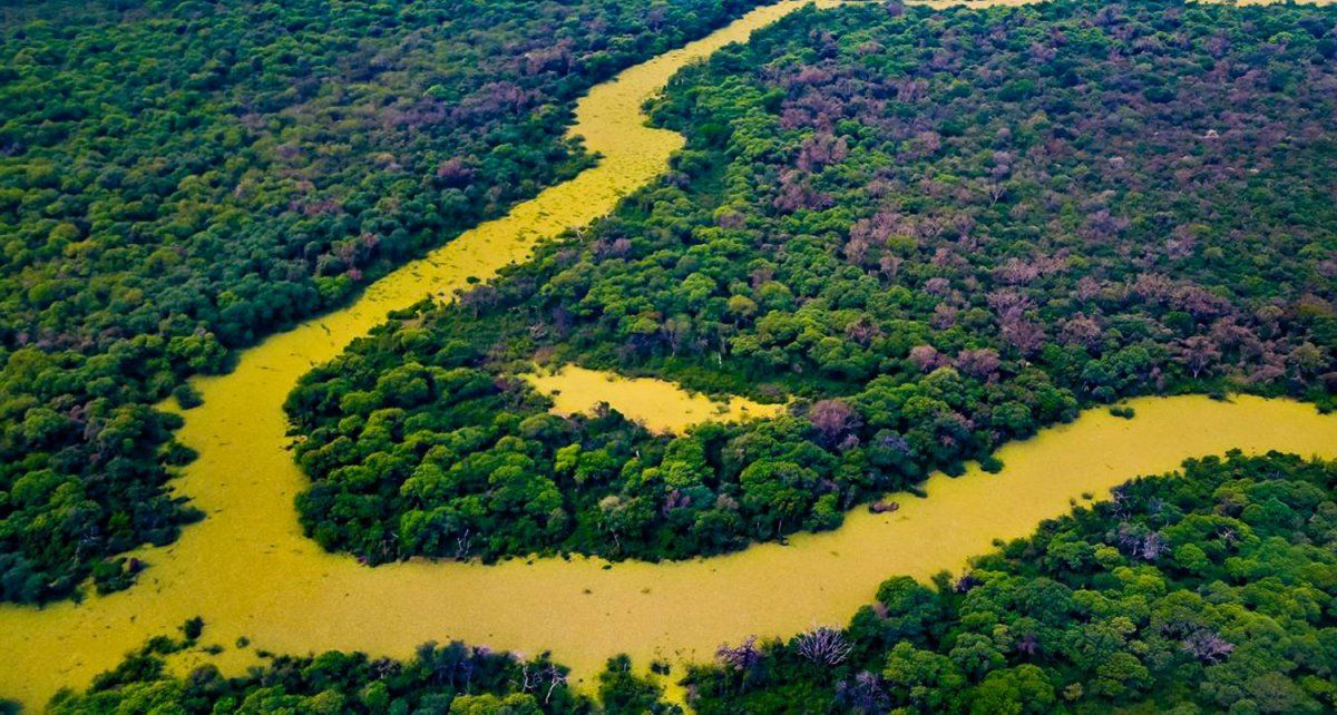 Se deforestaron más de 80.000 hectáreas del norte argentino en 2019