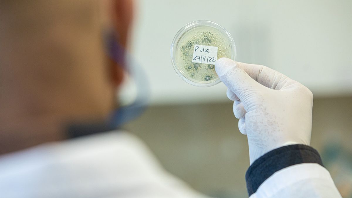 El título del proyecto es ‘Evaluación y desarrollo de variedades de Cannabis para uso medicinal’.