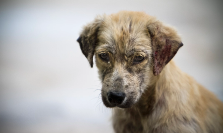 Presentaron un proyecto de ley para que se enseñe derechos animales en las escuelas Presentaron un proyecto de ley para que se enseñe derechos animales en las escuelas