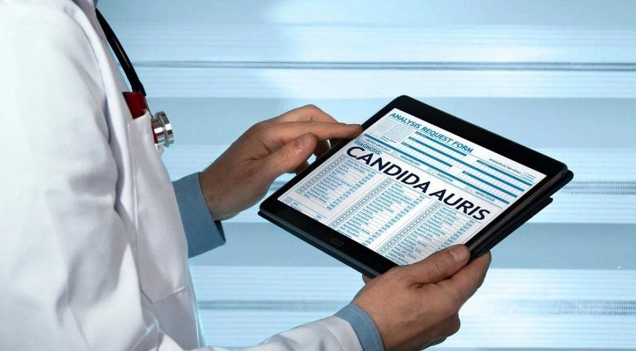 Candida auris: alerta científica por el hongo mortal que es una amenaza mundial