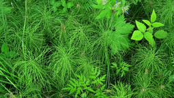 El tallo prehistórico que resistió cinco extinciones masivas en la Tierra.