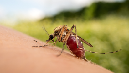 Dengue: cómo las altas temperaturas favorecen la replicación del virus en el mosquito y cómo es el mecanismo de contagio