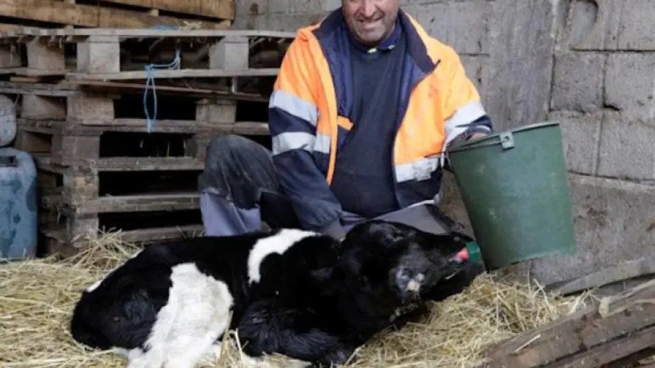 El ternero con dos cabezas sorprendió a todo el mundo. 