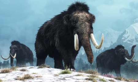 Descubren un colmillo de mamut en las profundidades del océano Pacífico