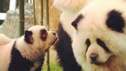 Polemica Por Tenir Perros Para Que Parezcan Bebes Pandas