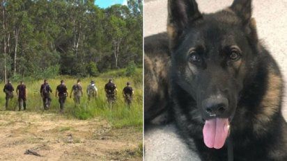 Helicópteros, drones y unas 100 personas buscan en Australia a un perro que se extravió durante un operativo policial.