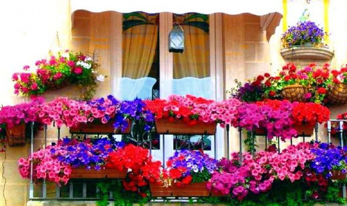 5 plantas ideales para el balcón o la terraza