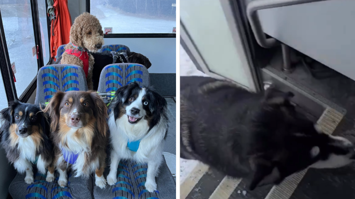 El perribus: el colectivo que lleva a los perros a la escuela