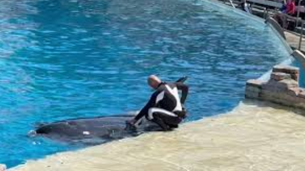 Ken Peters, junto a la orca Kasatka.