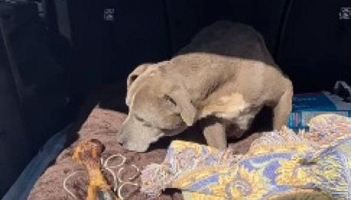 Una perra volvió a su casa luego de estar 12 años desaparecida.